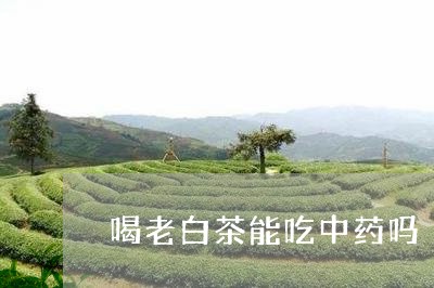 喝老白茶能吃中药吗/2023071616037