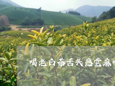 喝老白茶舌头感觉麻咋回事/2023080103028