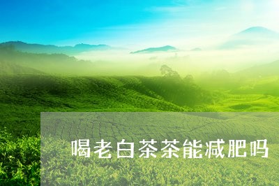 喝老白茶茶能减肥吗/2023121802705