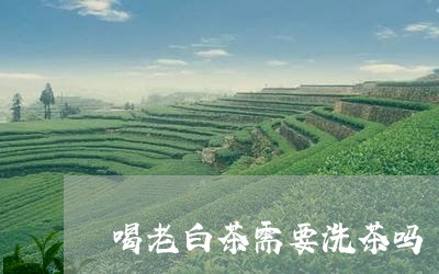 喝老白茶需要洗茶吗/2023081404938