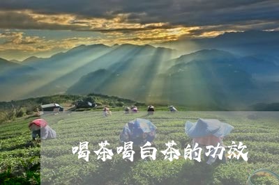 喝茶喝白茶的功效/2023061604928