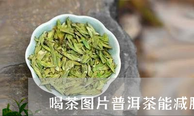 喝茶图片普洱茶能减肥/2023080210724