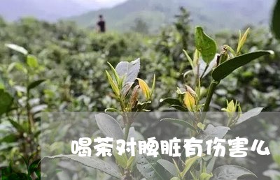 喝茶对脾脏有伤害么/2023042261595