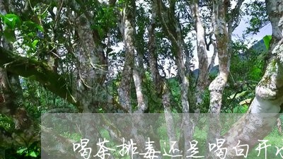 喝茶排毒还是喝白开水排毒/2023051166140