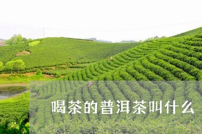 喝茶的普洱茶叫什么/2023121582048