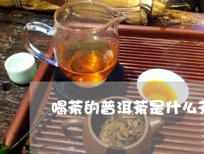 喝茶的普洱茶是什么茶种/2023112810583