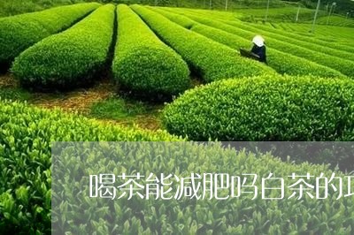 喝茶能减肥吗白茶的功效/2023101629461