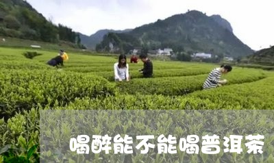 喝醉能不能喝普洱茶/2023120535161