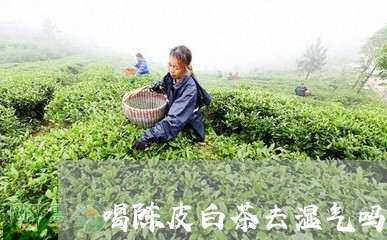 喝陈皮白茶去湿气吗孕妇/2023101660782