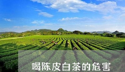 喝陈皮白茶的危害/2023061672705