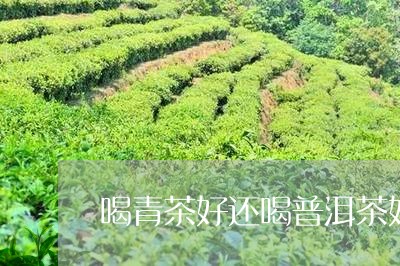 喝青茶好还喝普洱茶好/2023062135947