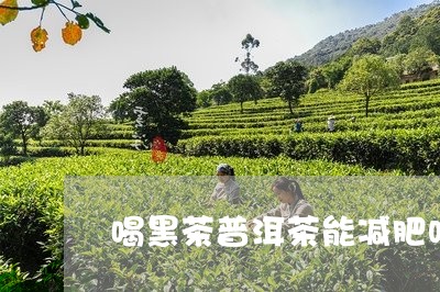 喝黑茶普洱茶能减肥吗/2023082886592