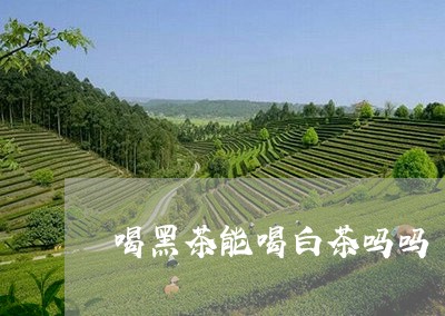 喝黑茶能喝白茶吗吗/2023071788495