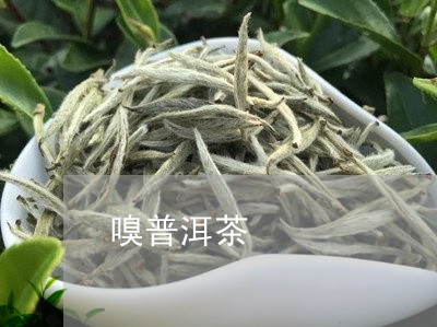 嗅普洱茶/2023121832615