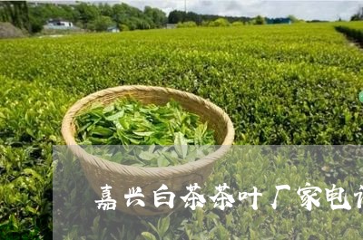 嘉兴白茶茶叶厂家电话/2023092880582