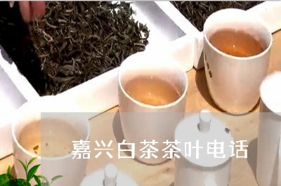 嘉兴白茶茶叶电话/2023061644058