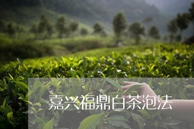 嘉兴福鼎白茶泡法/2023061667140