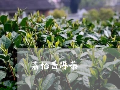 嘉怡普洱茶/2023112636369