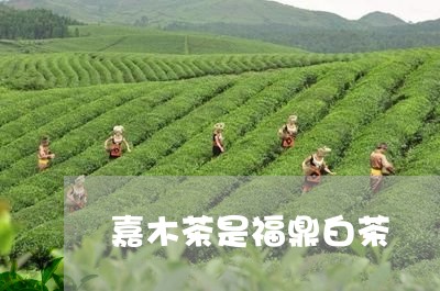 嘉木茶是福鼎白茶/2023090551682