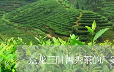 嘉龙三叶菁秀茶的厂家/2023092058260