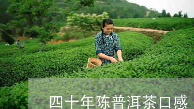 四十年陈普洱茶口感/2023071046268