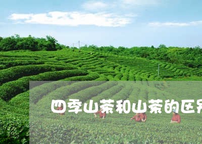 四季山茶和山茶的区别/2023071549191