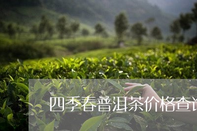 四季春普洱茶价格查询/2023112586261