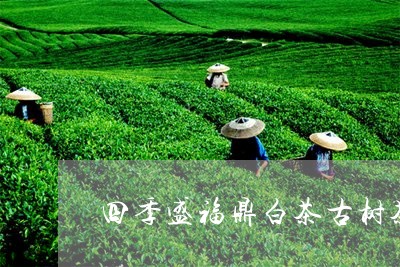 四季盛福鼎白茶古树茶/2023120733747