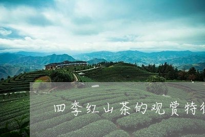 四季红山茶的观赏特征/2023092088204