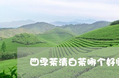 四季茶清白茶哪个好闻/2023092840784