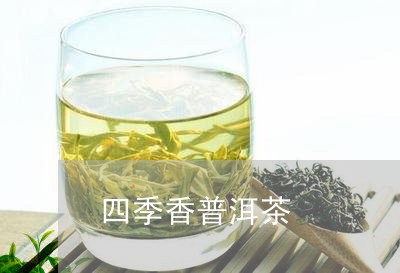 四季香普洱茶/2023090607369