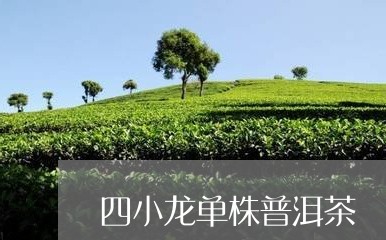 四小龙单株普洱茶/2023120465259