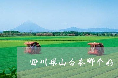 四川乐山白茶哪个好/2023071637481