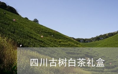 四川古树白茶礼盒/2023061693917