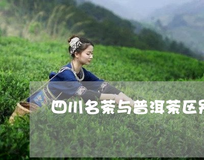 四川名茶与普洱茶区别/2023072159683