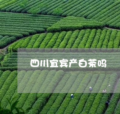 四川宜宾产白茶吗/2023061682805