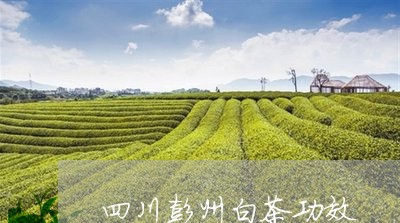 四川彭州白茶功效/2023061678381