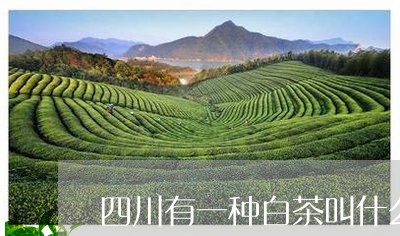 四川有一种白茶叫什么/2023092873048