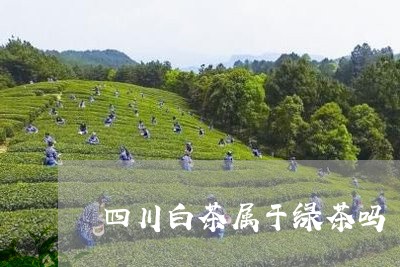 四川白茶属于绿茶吗/2023071686171