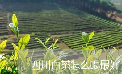 四川白茶怎么喝最好/2023081414137