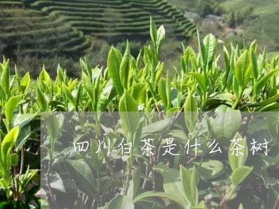 四川白茶是什么茶树/2023071673606