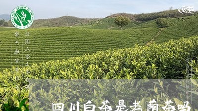 四川白茶是老荫茶吗/2023071693846