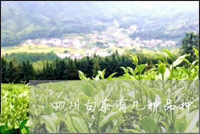 四川白茶有几种品种/2023121817038