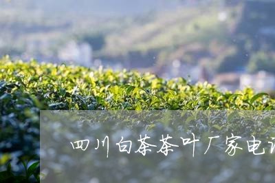 四川白茶茶叶厂家电话/2023092874139