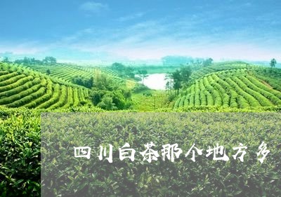 四川白茶那个地方多/2023081494148