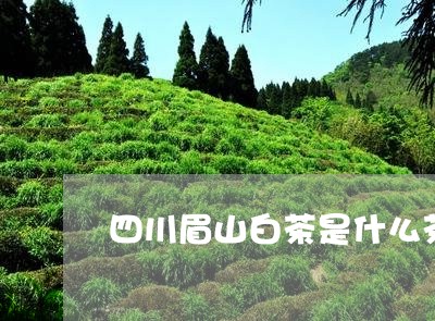 四川眉山白茶是什么茶/2023092807069