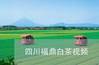 四川福鼎白茶视频/2023061683704