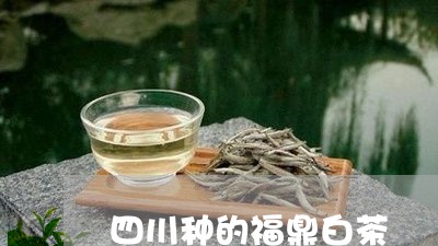 四川种的福鼎白茶/2023090909462