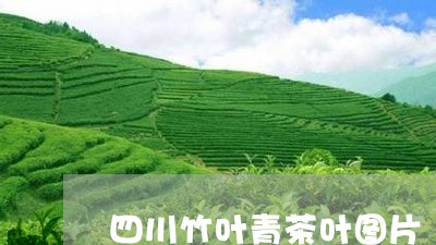 四川竹叶青茶叶图片/2023042631693