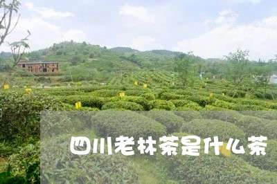 四川老林茶是什么茶/2023042162514